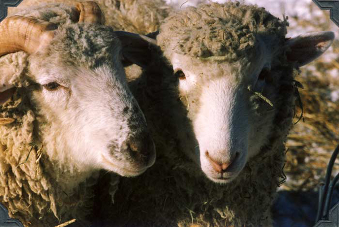 Friends-two sheep huddled together