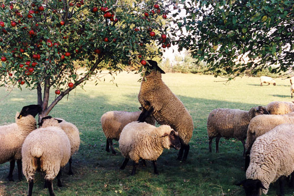 Sheep stealing an apple