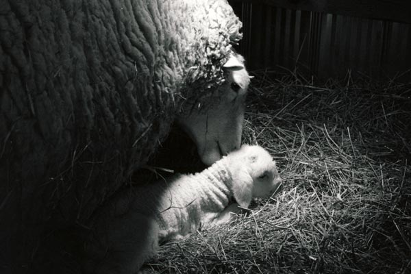Ewe and her offspring