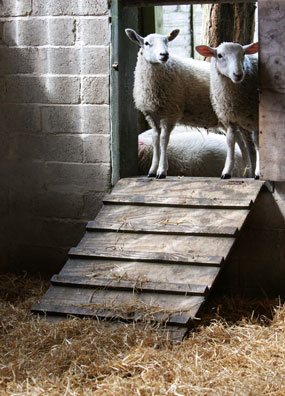 Curious sheep at Door