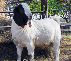 Goat Pondering