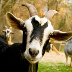 Mr.Goat