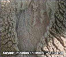 Scrapie Infection