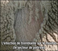 Scrapie Infection