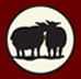 Two Sheep